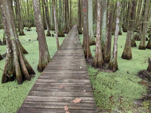 A wooden walkway through a lush, green swamp with cypress trees and a layer of duckweed covering the water.