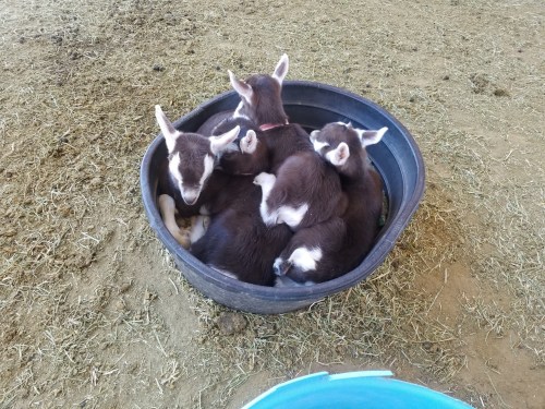 Five adorable goats cuddled together in a large black tub on a farm.