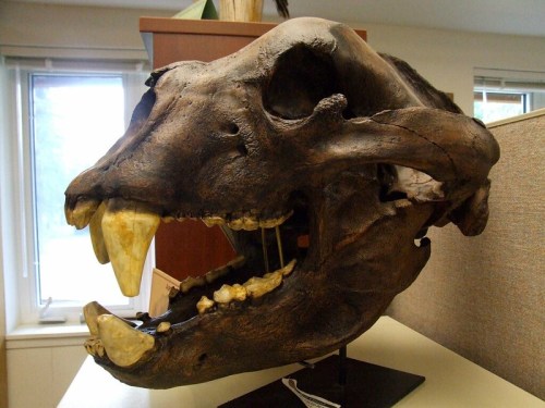 A large animal skull displayed on a stand, showcasing prominent teeth and a detailed jaw structure.