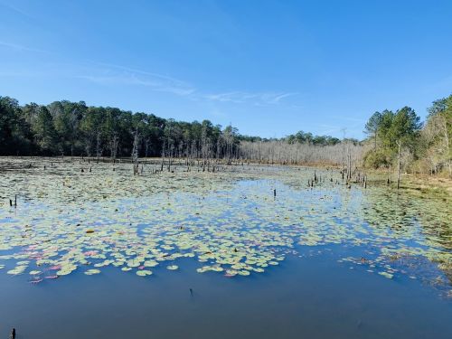 A serene wetland scene with lily pads on the water, surrounded by trees and a clear blue sky.