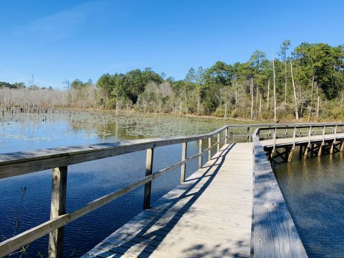 A wooden boardwalk leads over calm water, surrounded by trees and a clear blue sky.
