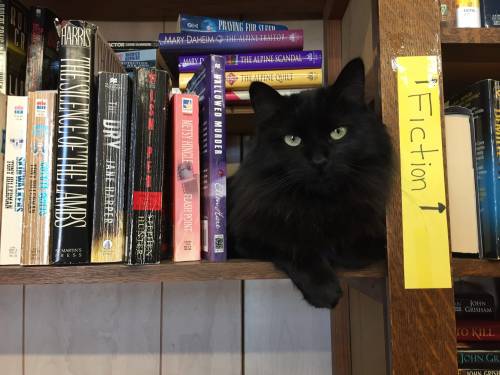 A black cat lounging on a bookshelf next to various fiction books, with a sign indicating the section.