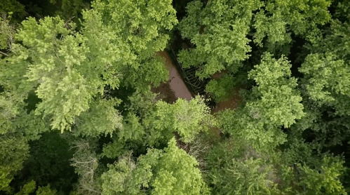Aerial view of a dense forest with lush green trees and a winding path visible through the foliage.