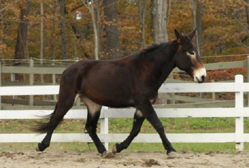 A brown horse walking gracefully in a fenced area with trees in the background.