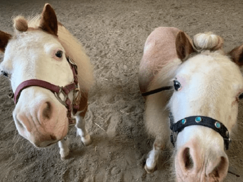 Two cute ponies with halters, one brown and white with a pink halter, the other white with a blue-accented halter, in a barn.