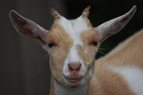 A close-up of a goat with light brown and white fur, featuring prominent ears and a calm expression.
