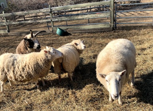 Four sheep standing in a pen with straw on the ground, surrounded by wooden fencing.