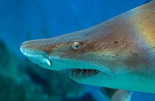 Close-up of a shark's head, showcasing its textured skin and sharp teeth against a blue underwater background.