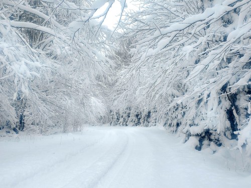 A snow-covered path winds through trees blanketed in white, creating a serene winter landscape.