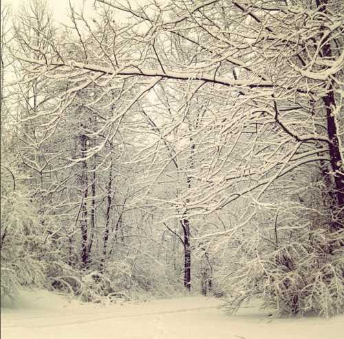 A serene winter scene with snow-covered trees and a quiet, snowy path through a forest.