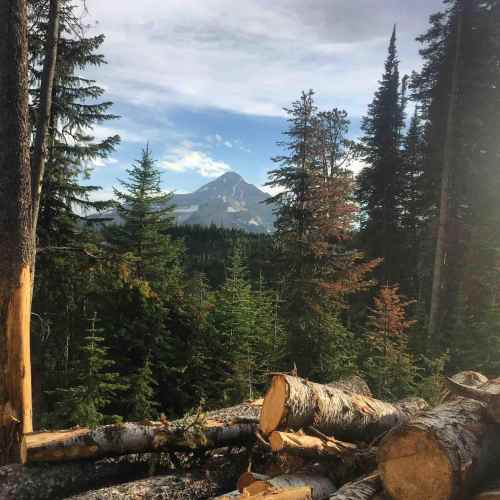 A scenic view of a mountain surrounded by lush green trees and logs in the foreground under a clear sky.