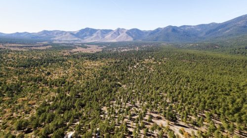 Aerial view of a vast forest with mountains in the background under a clear blue sky.
