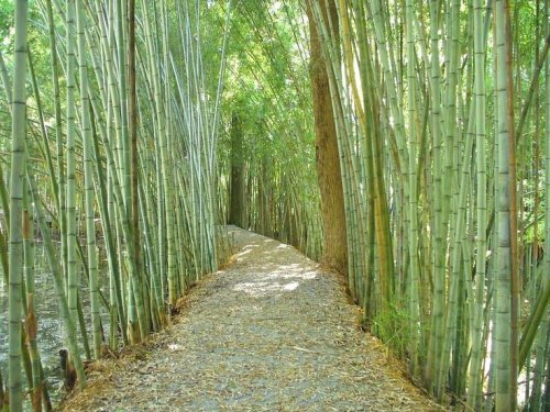 A serene path winding through tall bamboo stalks, surrounded by lush greenery and dappled sunlight.