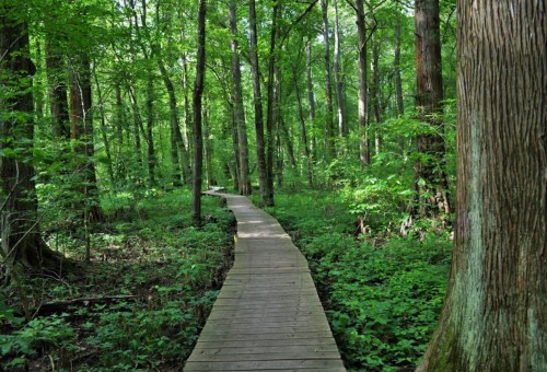 A wooden boardwalk winding through a lush green forest with tall trees and dense foliage.