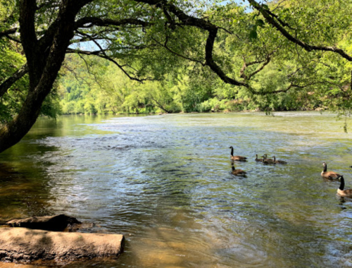 A serene river scene with ducks swimming, surrounded by lush green trees and a clear blue sky.