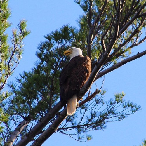 A bald eagle perched on a tree branch, surrounded by green foliage against a clear blue sky.
