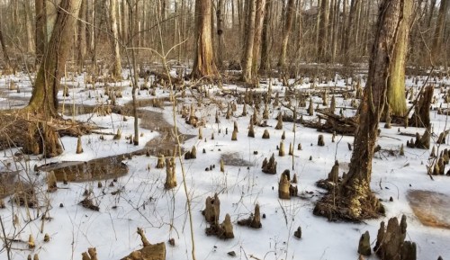 A winter scene of a swamp with snow-covered ground and cypress trees, showcasing stumps and a serene, quiet atmosphere.