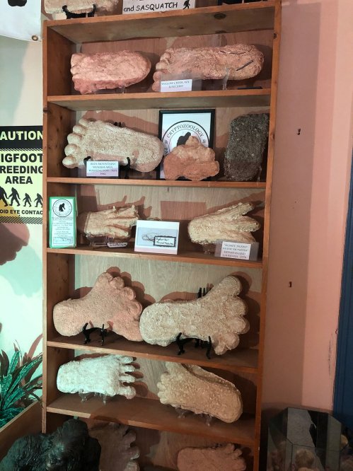 A wooden shelf displaying various Bigfoot footprint casts in different sizes and colors.