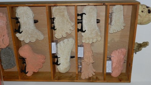 A display of various foot-shaped models in different colors, mounted on a wooden board with labels.