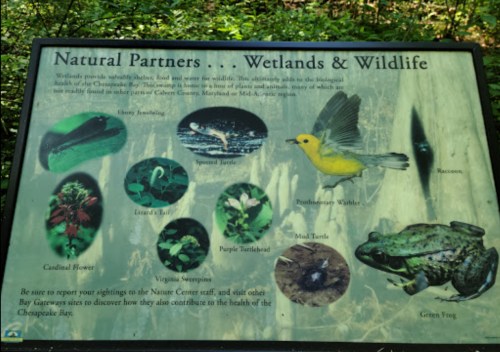 Sign about wetlands and wildlife featuring images of various species and plants, promoting conservation efforts.