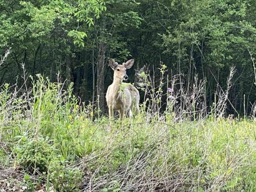 A deer stands among tall grass and wildflowers, surrounded by lush green trees in a natural setting.