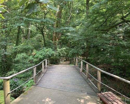 A wooden bridge leads into a lush, green forest, surrounded by trees and foliage.