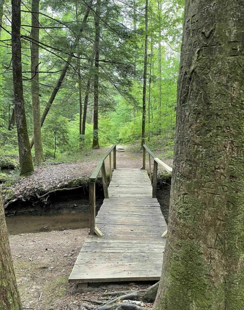 A wooden bridge spans a small creek, surrounded by lush green trees in a serene forest setting.