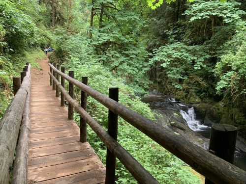A wooden bridge leads through lush greenery beside a small stream in a tranquil forest setting.