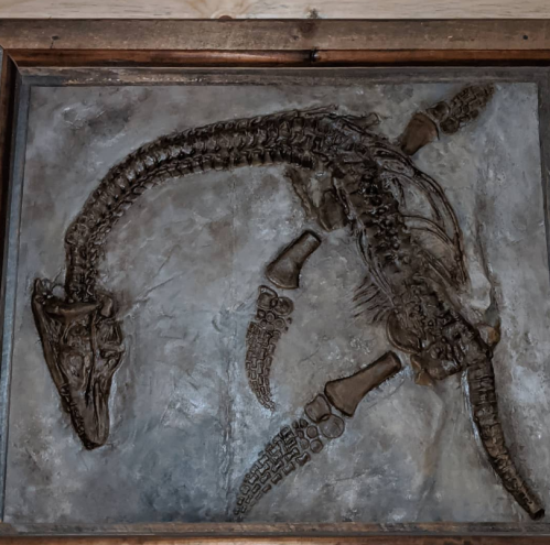 Fossilized skeleton of a marine reptile displayed in a wooden frame against a textured background.