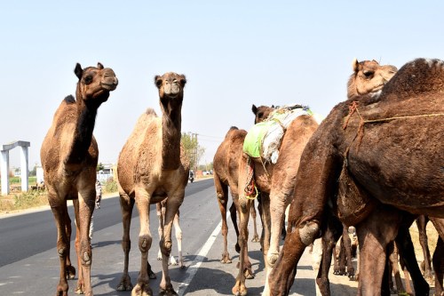 A group of camels standing on the roadside, some with saddles, under a clear blue sky.