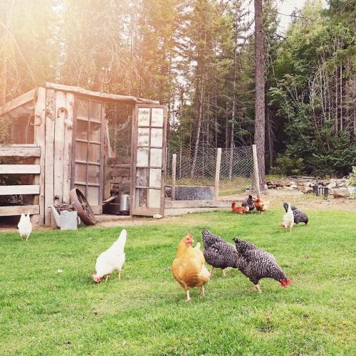 A sunny farmyard scene with various chickens pecking the ground near a rustic chicken coop and trees in the background.