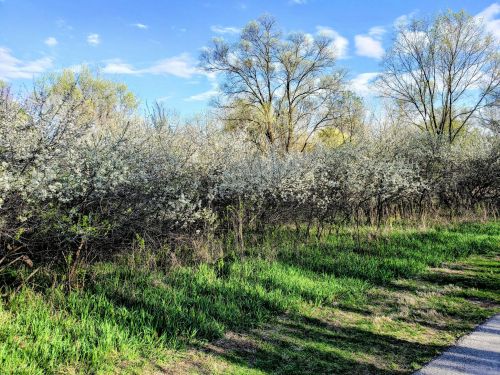 A lush green path lined with flowering bushes under a blue sky with scattered clouds.