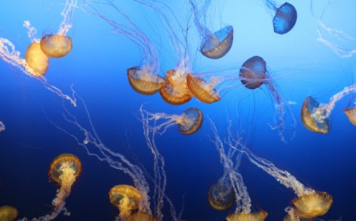 A vibrant underwater scene featuring various jellyfish gracefully swimming against a blue background.