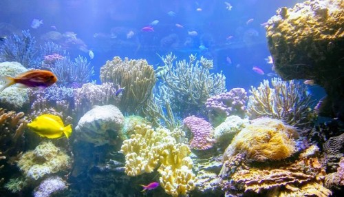 Vibrant underwater scene with colorful coral reefs and various tropical fish swimming among them.