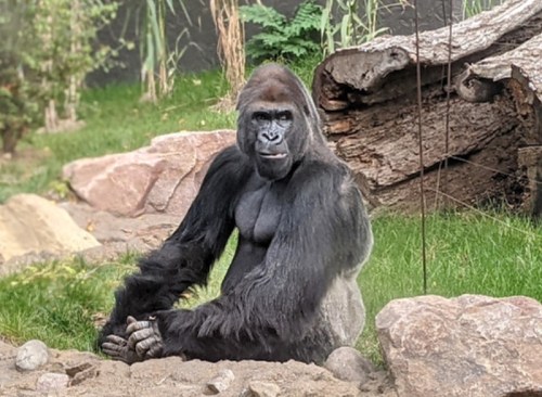 A gorilla sitting on the ground, surrounded by rocks and greenery, with a calm expression.