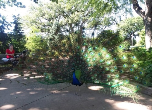 A peacock displays its vibrant feathers in a lush garden, with a person sitting nearby on a bench.