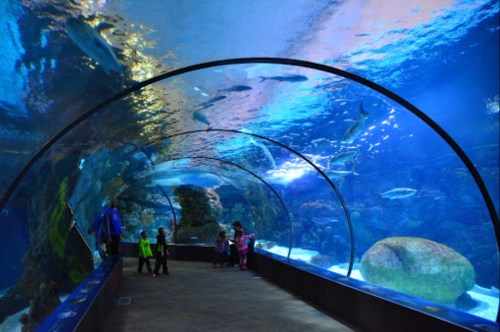 A tunnel aquarium with colorful fish swimming overhead, while visitors observe from the walkway below.