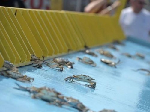 A close-up of crabs on a blue surface, with a yellow barrier in the background and people blurred in the distance.