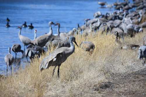 A flock of cranes and ducks near a water's edge, surrounded by dry grass and a serene landscape.