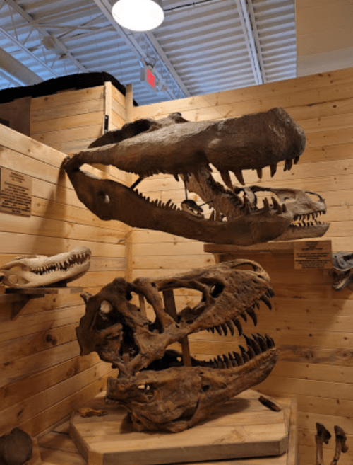 Fossilized dinosaur skulls displayed on wooden panels in a museum exhibit.