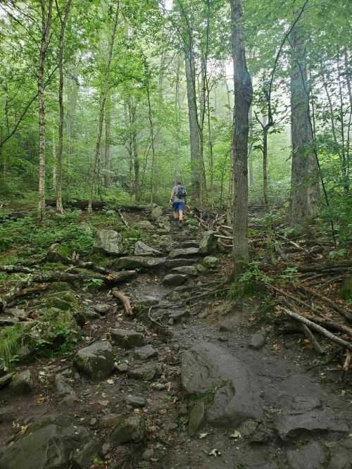 A hiker ascends a rocky trail through a lush, green forest with tall trees and dense foliage.