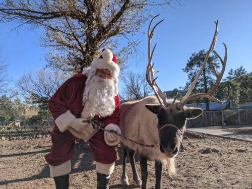 Santa Claus in a red suit stands beside a reindeer in a sunny outdoor setting with trees in the background.