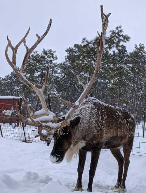 A snowy scene featuring a reindeer with large antlers, standing in a winter landscape with trees in the background.