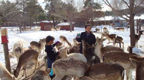 Two children interact with a group of deer in a snowy outdoor setting, surrounded by trees and a fenced area.