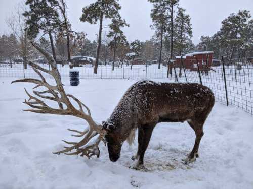 A reindeer with large antlers stands in a snowy landscape, surrounded by trees and a fence. Snow covers the ground.