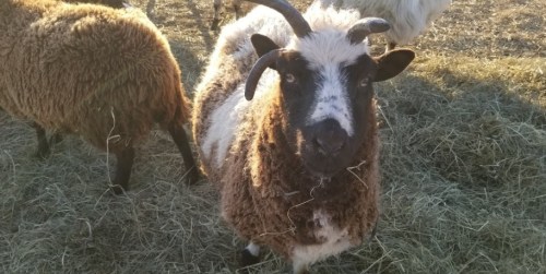 A close-up of a sheep with black and white markings, standing in a field of hay with other sheep in the background.