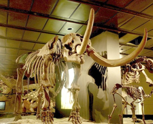A large mammoth skeleton displayed in a museum, showcasing its impressive tusks and skeletal structure.