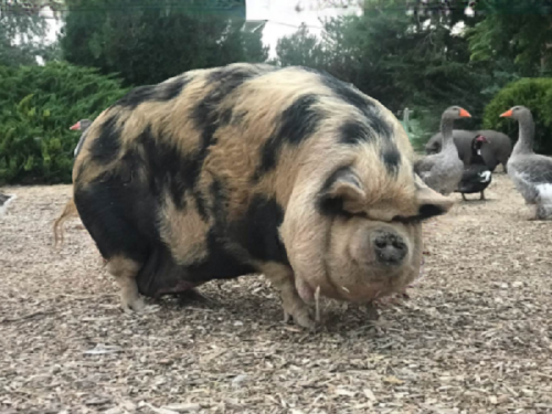 A round, spotted pig stands on a bed of wood chips, with geese in the background.