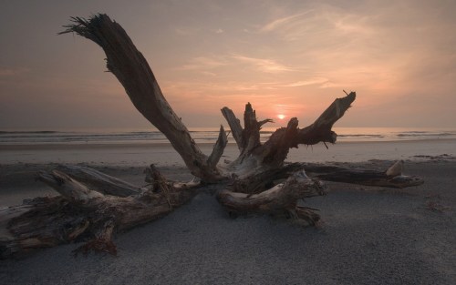 A weathered driftwood log on a sandy beach at sunset, with soft clouds and gentle waves in the background.