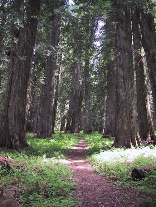A serene forest path winding through tall, majestic trees with lush ferns lining the ground.